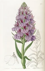 Dactylorhiza foliosa (jako syn. Orchis foliosa)